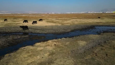 A herd of buffalo grazing in the field 動画素材 292024911