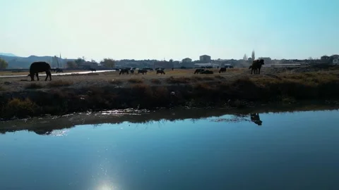 A herd of buffalo grazing in the field Stockbeeldmateriaal 292036537