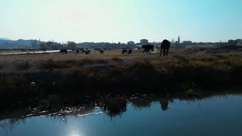 A herd of buffalo grazing in the field Stockbeeldmateriaal 292036702