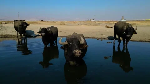 A herd of buffalo grazing in the field Stockbeeldmateriaal 292037007