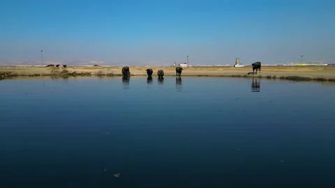 A herd of buffalo grazing in the field Stockbeeldmateriaal 292037055