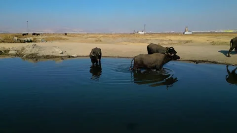 A herd of buffalo grazing in the field Stockbeeldmateriaal 292037180