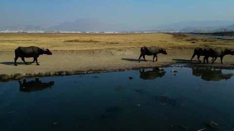 A herd of buffalo grazing in the field Stockbeeldmateriaal 292037226