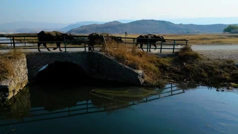 A herd of buffalo grazing in the field Stockbeeldmateriaal 292037330