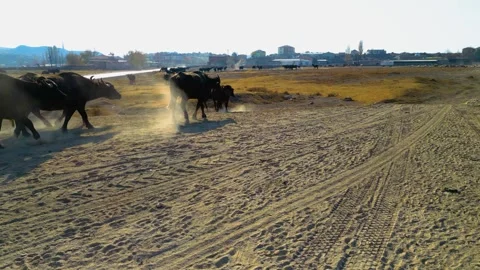 A herd of buffalo grazing in the field Stockbeeldmateriaal 292037360