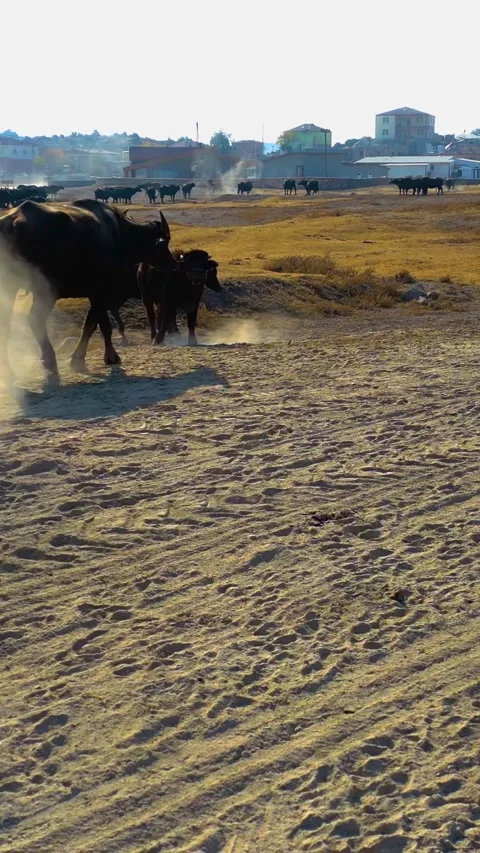 Herd Buffalo Grazing Field Vertical Video Stockbeeldmateriaal 334872827