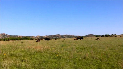 A Herd of Buffalo Grazing 스톡 동영상 89299587