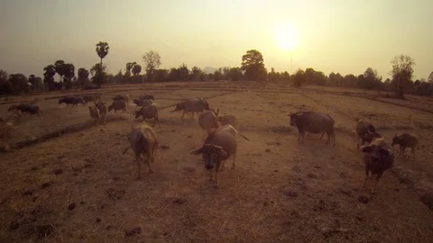 Herd of Buffalo Grazing in the Meadow in Laos Stock Footage 74202809