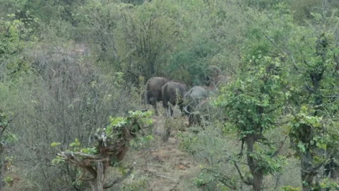 Herd of Buffalo on looking back Vídeos de archivo 236920713