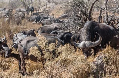 Herd of Buffalo Stock Photos