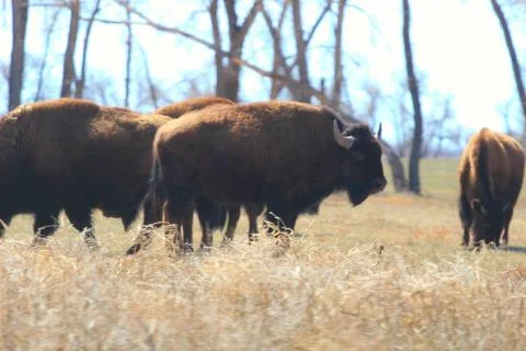 Herd of Buffalo Stock Photos