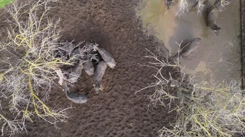 Herd of buffalo resting on dry earth in a rural landscape during late afternoon Stock Footage 288440328
