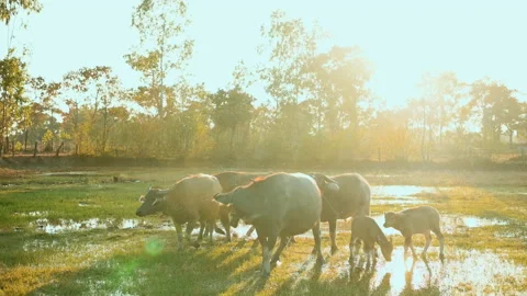 The herd of buffalo is returning to the Buffalo stable in the evening. Stock Footage 171115478