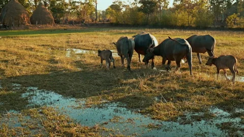 The herd of buffalo is returning to the Buffalo stable in the evening. 스톡 동영상 171116437