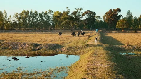 The herd of buffalo is returning to the Buffalo stable in the evening. 库存影片 171116783