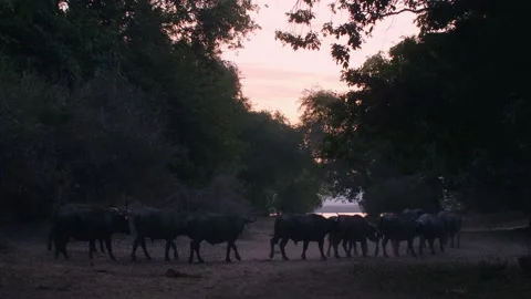 Herd of Buffalo running on sunset Видео 219805442