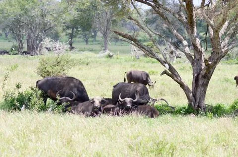 Herd of buffalo in the shade of a tree Stock Photos