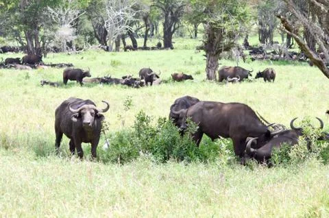 Herd of buffalo in the shade of a tree Stock Photos