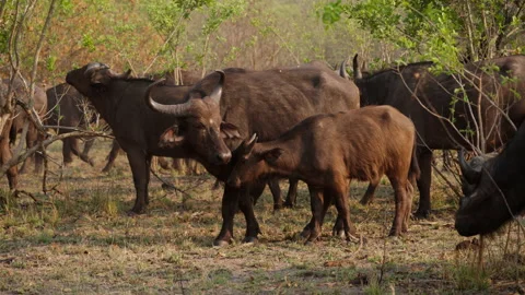 Herd Of Buffalo Standing And Walking On Grasslands Stock Footage 236511170