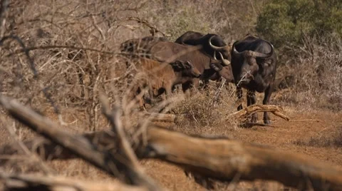 Herd of Buffalo standing Stock Footage 31279063