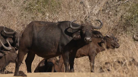 A herd of Buffalo standing with one eating Stock Footage 53774117