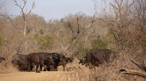 Herd of Buffalo standing with some Buffalo walking across screen Stock Footage 31282268