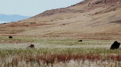 Herd of Buffalo Under Mountain Stock Footage 11142506