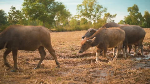 A herd of buffalo is walking in the fields in the evening Stock Footage 146122324