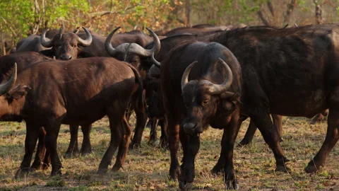 Herd Of Buffalo Walking On Grasslands Stock Footage 236510201