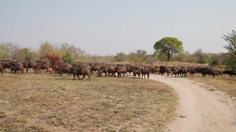Herd Of Buffalo Walking Towards The Right Side Stock Footage 236511529
