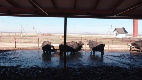 Herd Of Buffaloes On The Farm Stock Footage 195118733
