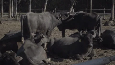 Herd of buffaloes Stock Footage 108490919