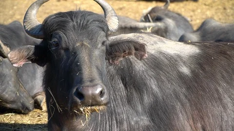 Herd of buffaloes Stock Footage 108490931