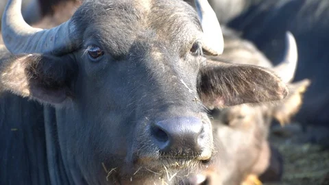 Herd of buffaloes Stock Footage 108495144