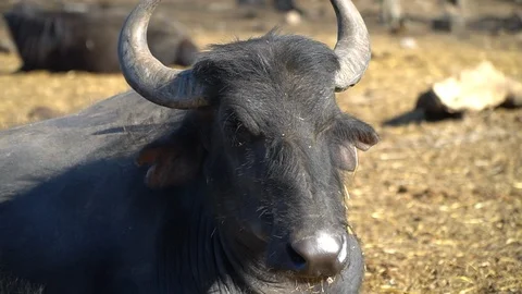 Herd of buffaloes Stock Footage 108497832