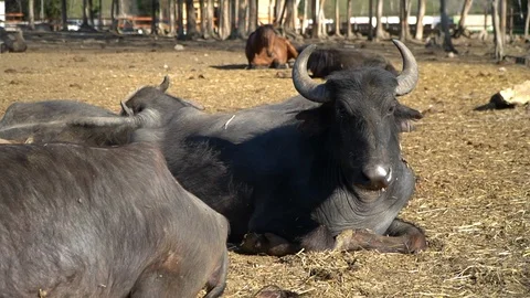 Herd of buffaloes Stock Footage 108498039