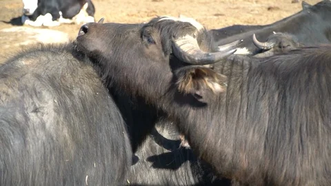 Herd of buffaloes Stock Footage 108503624