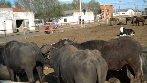 Herd of buffaloes Stock Footage 108504257