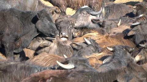 Herd of buffaloes Stock Footage 108507436