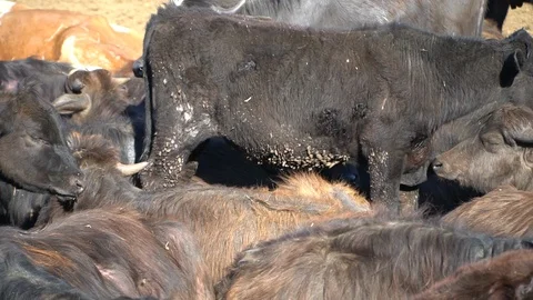 Herd of buffaloes Stock Footage 108507906