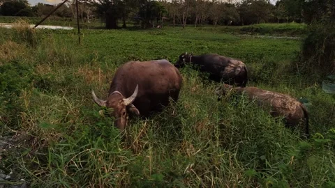 Herd of buffaloes foraging in the grasslands. Stock Footage 165311711