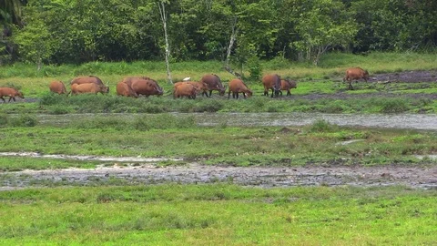Herd of buffaloes graze Video stock 82967564