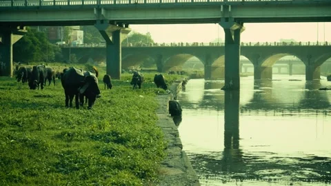 Herd of Buffaloes Grazing by River Side in City Stock Footage 221020726