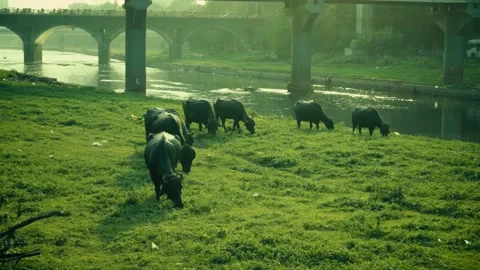 Herd of Buffaloes Grazing by River Side in City Stock Footage 221020750