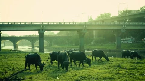 Herd of Buffaloes Grazing by River Side in City Stock Footage 221020793