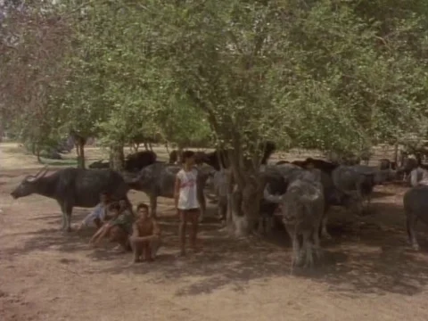 A herd of buffaloes resting under tree with caretakers around Stock Footage 79881611