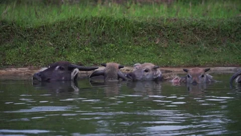 A herd of buffaloes is soaking in the water. Stock Footage 252720896