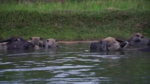 A herd of buffaloes is soaking in the water. Stock Footage 252720904