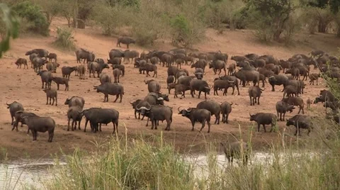 Herd of buffalo's 1 Stock Footage 8621379