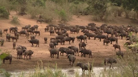 Herd of buffalo's 2 Stock Footage 8621382